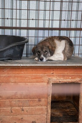 Theo – der stille Beobachter mit der besonderen Maske, Mischling - Rüde