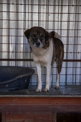 Theo – der stille Beobachter mit der besonderen Maske, Mischling - Rüde