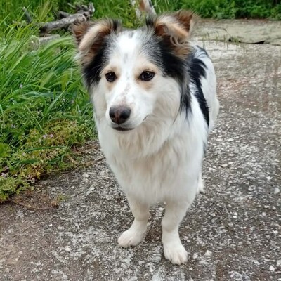 Theo - ein kleiner Charmeur 🥰, Mischling - Rüde