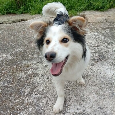 Theo - ein kleiner Charmeur 🥰, Mischling - Rüde