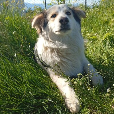 Theo - ein kleiner Charmeur 🥰, Mischling - Rüde