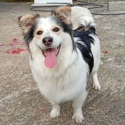 Theo - ein kleiner Charmeur 🥰/ Reserviert, Mischling - Rüde