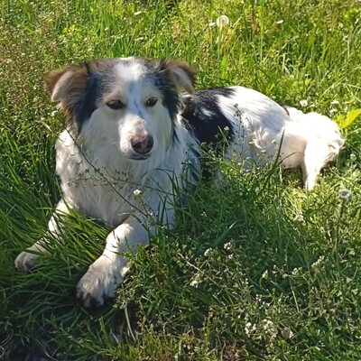 Theo - ein kleiner Charmeur 🥰/ Vorgemerkt, Mischling - Rüde