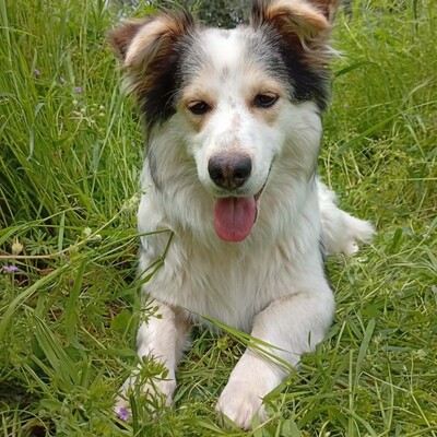 Theo - ein kleiner Charmeur 🥰/ Vorgemerkt, Mischling - Rüde