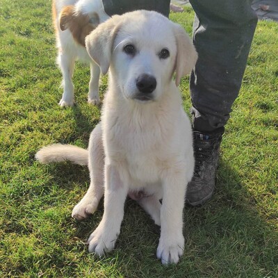 🐕‍🦺Theo ist ein 3 Monate alter Kuvasz-Mischlingswelpe der zwischen zwei Dörfern gefunden wurde💥, Kuvasz- Mischling Welpen - Rüde