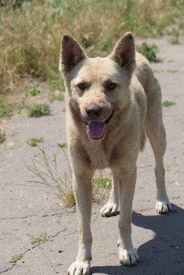 Thiago, Mischling - Rüde