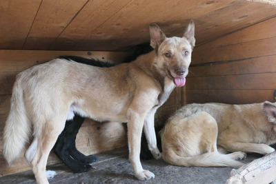 Thiago, Mischling - Rüde