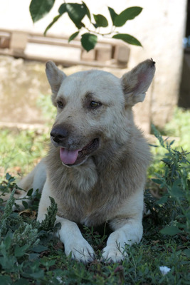 Thiago, Mischling - Rüde