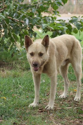 Thiago, Mischling - Rüde
