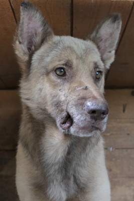 Thiago, Mischling - Rüde