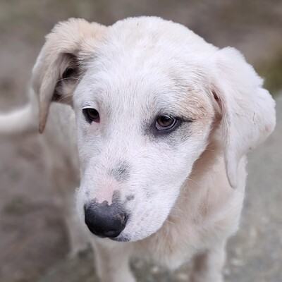 Thira - ausgeglichen, sanft und lernwillig, Mischling Welpen - Hündin