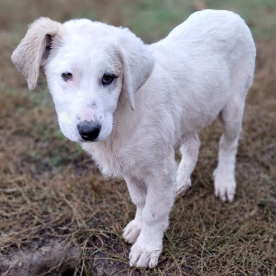Thira - ausgeglichen, sanft und lernwillig, Mischling Welpen - Hündin