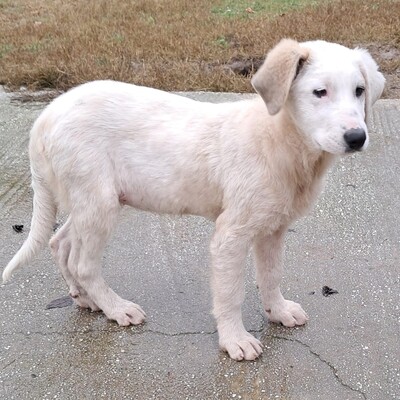 Thira - ausgeglichen, sanft und lernwillig / Reserviert, Mischling Welpen - Hündin