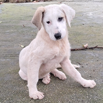 Thira - ausgeglichen, sanft und lernwillig / Reserviert, Mischling Welpen - Hündin