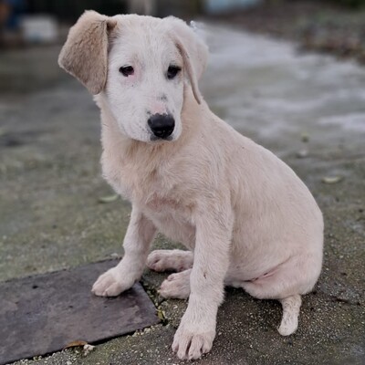 Thira - ausgeglichen, sanft und lernwillig / Vorgemerkt