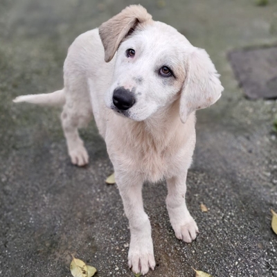 Thira - ausgeglichen, sanft und lernwillig / Vorgemerkt, Mischling Welpen - Hündin