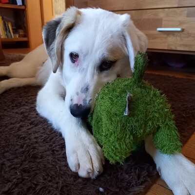 Thira - offen, freundlich, neugierig 🥰, Mischling Welpen - Hündin