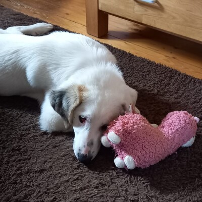 Thira - offen, freundlich, neugierig 🥰/ Vorgemerkt, Mischling Welpen - Hündin