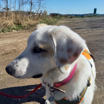 Thira - offen, freundlich, neugierig 🥰/ Vorgemerkt, Mischling Welpen - Hündin