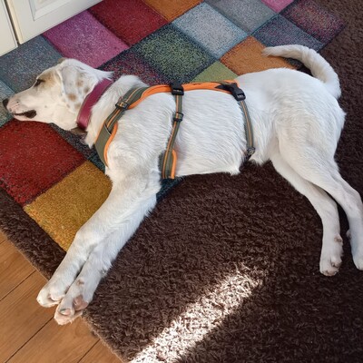 Thira - offen, freundlich, neugierig 🥰/ Vorgemerkt, Mischling Welpen - Hündin