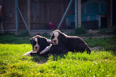 Thomas & Terzo, Deutscher Boxer Welpen - Rüde