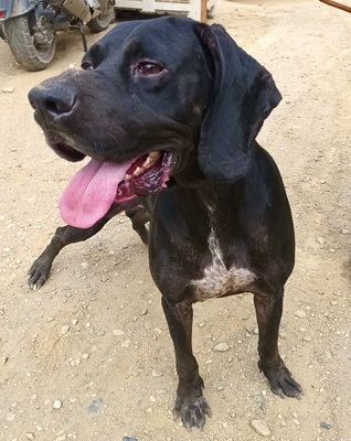Thor, Mix - Rüde