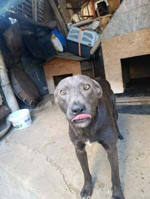 Thor, ein sanfter Begleiter auf der Suche nach seinem Zuhause