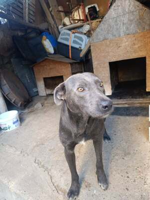 Thor, ein sanfter Begleiter auf der Suche nach seinem Zuhause, Mischling - Rüde