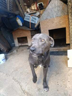 Thor, ein sanfter Begleiter auf der Suche nach seinem Zuhause, Mischling - Rüde