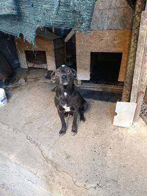 Thor, ein sanfter Begleiter auf der Suche nach seinem Zuhause, Mischling - Rüde
