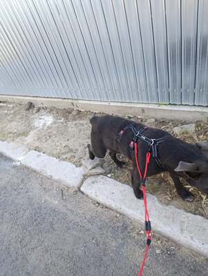 Thor, ein sanfter Begleiter auf der Suche nach seinem Zuhause, Mischling - Rüde
