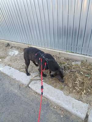 Thor, ein sanfter Begleiter auf der Suche nach seinem Zuhause, Mischling - Rüde