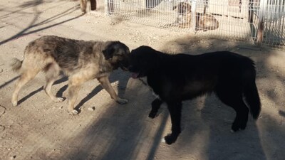 Thor möchte endlich ein Zuhause, Bernersennenhundmischling - Rüde