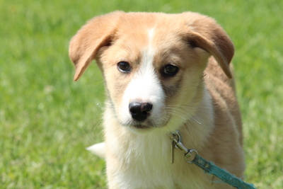 Thore, Mischling Welpen - Rüde