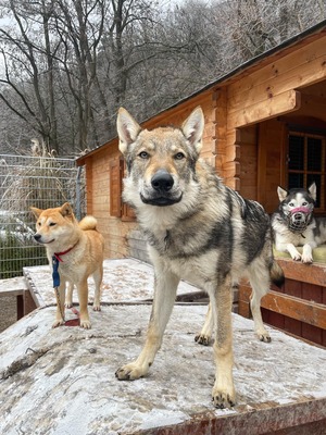 Thorfinn, Tschech.Wolfshund/Rottweiler - Rüde 1