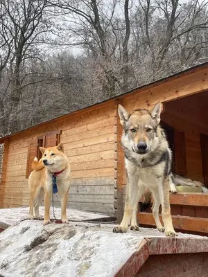 Thorfinn, Tschech.Wolfshund/Rottweiler - Rüde