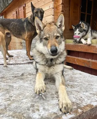 Thorfinn, Tschech.Wolfshund/Rottweiler - Rüde