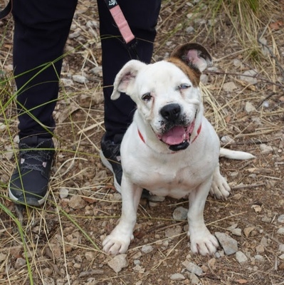 Tia (W)-menschenbezogen,aktiv, läuft gut an der Leine, Englische Bulldogge - Hündin
