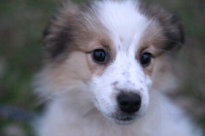 Tiara, Mischling Welpen - Hündin