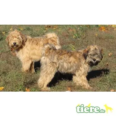 Tibet-Terrier - Hündin