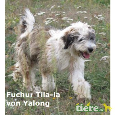 Tibet-Terrier - Hündin