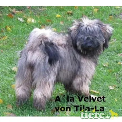 Tibet-Terrier - Hündin