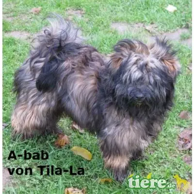 Tibet-Terrier - Hündin