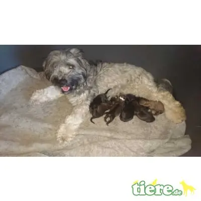 Tibet-Terrier - Hündin