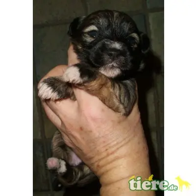 Tibet-Terrier - Hündin
