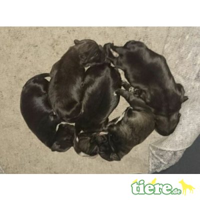 Tibet-Terrier Welpen - Rüde 3