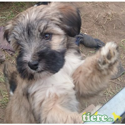 Tibet-Terrier Welpen - Rüde 6
