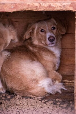 Tibi – kleiner Bub auf der Suche nach seinen Menschen, Mischling - Rüde