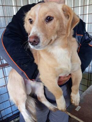 Tibi – kleiner Bub auf der Suche nach seinen Menschen, Mischling - Rüde