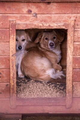 Tibi – kleiner Bub auf der Suche nach seinen Menschen, Mischling - Rüde